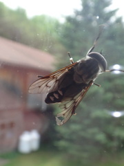 Tabanus trimaculatus