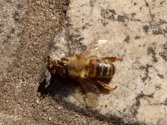 Apis mellifera
