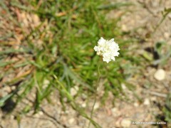 Armeria alliacea