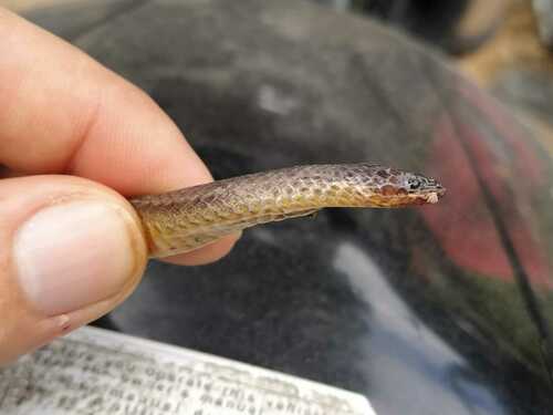 Atractus chthonius