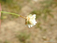 Armeria alliacea