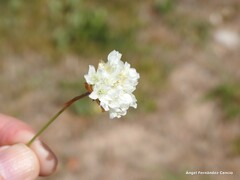 Armeria alliacea