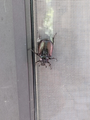 Osmoderma subplanata