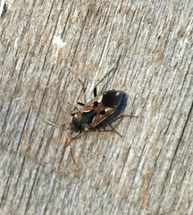 Rhyparochromus vulgaris