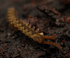Ooperipatellus
