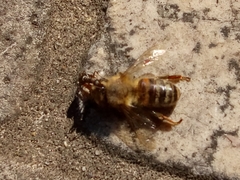 Apis mellifera