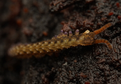 Ooperipatellus