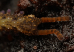 Ooperipatellus