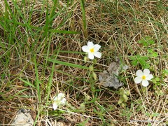 Helianthemum asperum
