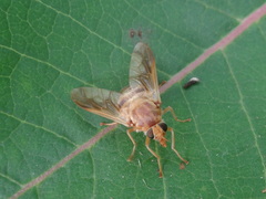 Goniops chrysocoma