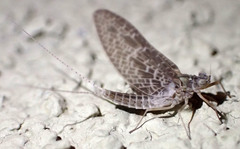 Callibaetis ferrugineus hageni