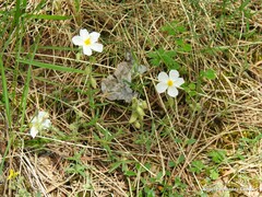 Helianthemum asperum
