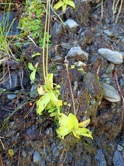 Pinguicula grandiflora