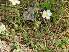 Helianthemum asperum
