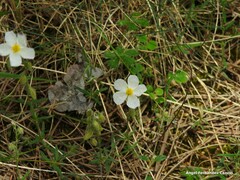 Helianthemum asperum