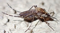 Aedes nigromaculis