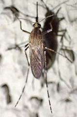 Aedes nigromaculis