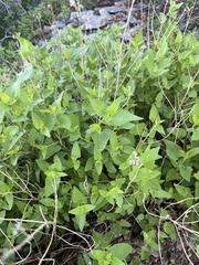 Ageratina herbacea