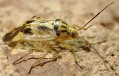 Lygus atriflavus