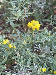 Medicago falcata