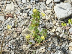 Biscutella valentina