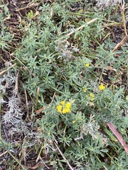 Medicago falcata