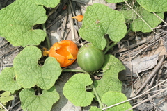 Trichosanthes scabra