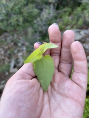 Ageratina herbacea