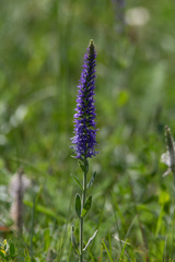 Veronica porphyriana