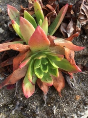 Dudleya caespitosa