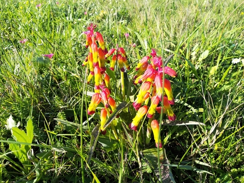 Image of Lachenalia quadricolor by (c) De Waal Hugo, some rights reserved (CC BY)