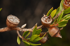 Leptospermum nitidum