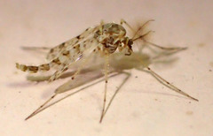 Tanypodinae