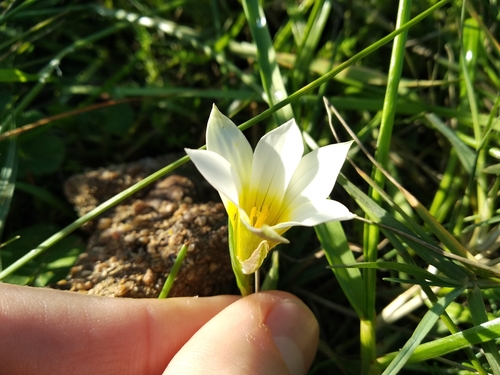 Romulea flava