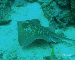 Dasyatis marmorata