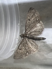 Eupithecia tripunctaria
