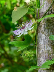 Passiflora pseudociliata