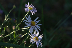 Aster altaicus