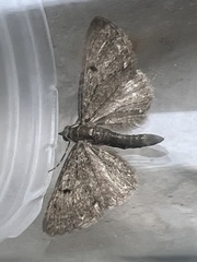 Eupithecia tripunctaria
