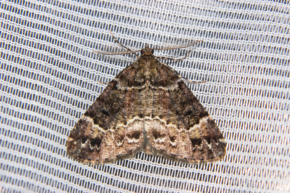 Brown forest flash