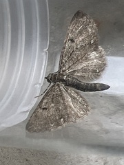 Eupithecia tripunctaria