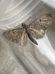 Eupithecia tripunctaria