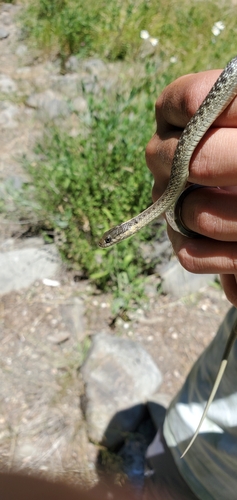 iNaturalist observation photo of Aquatic Garter Snake