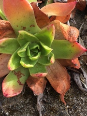 Dudleya caespitosa