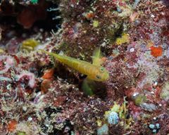Golden Green Goby photo 5