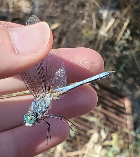 iNaturalist observation photo of Blue Dasher