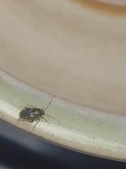 Liocoris tripustulatus