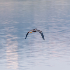 Ardea purpurea