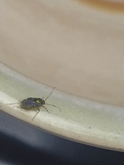 Liocoris tripustulatus