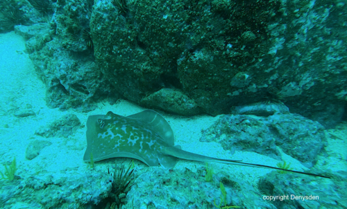 Marbled stingray (Dasyatis marmorata) — Dasyatidae — 2